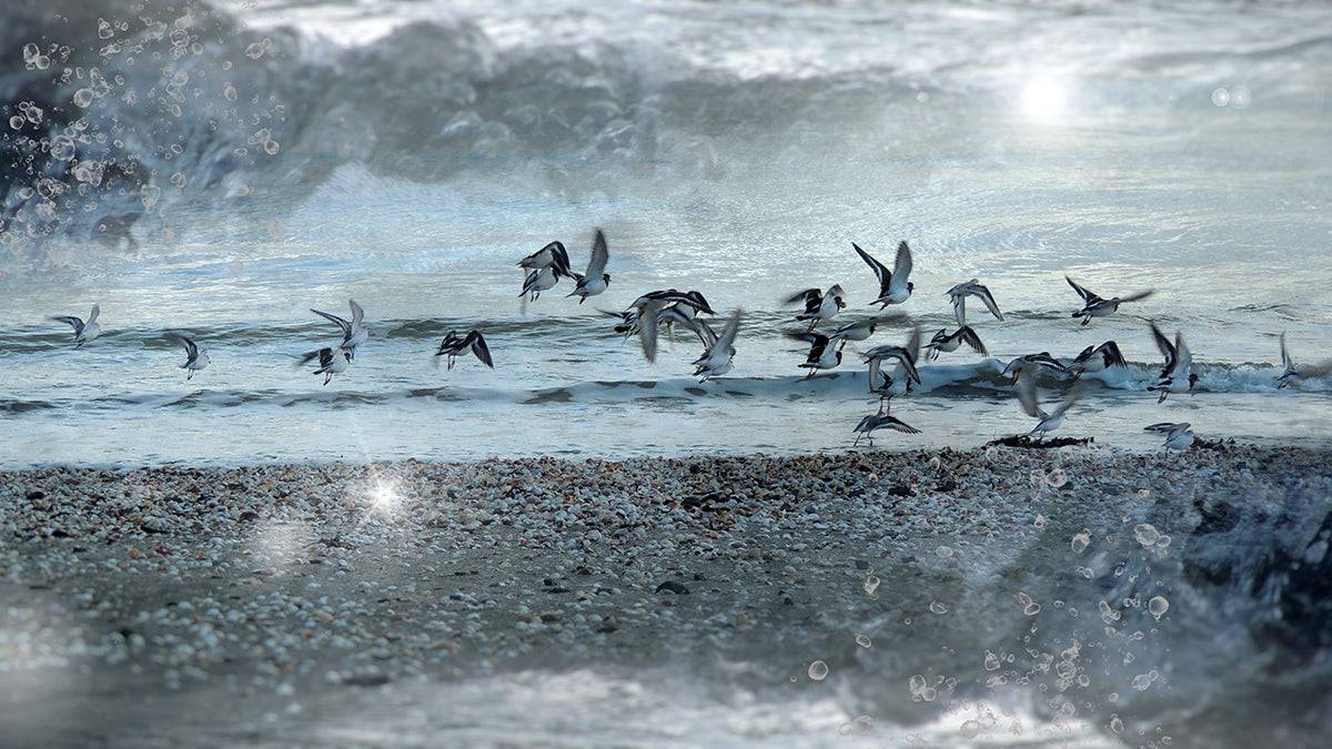 Oiseaux de mer - tableau photo bord de mer à dominante bleu et gris pour décoration bord de mer - vol d'oiseaux dans la baie de Saint-Brieuc en Bretagne